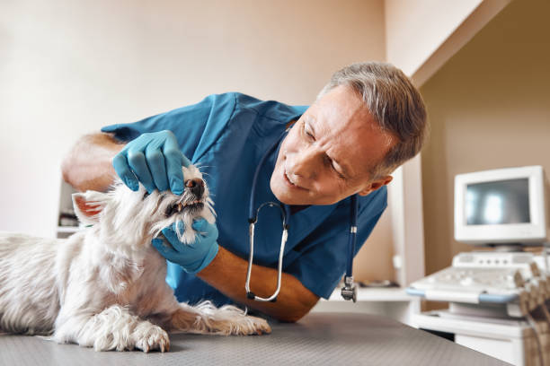 Best Emergency Dental Care for Abscessed Tooth in The Crossings, FL
